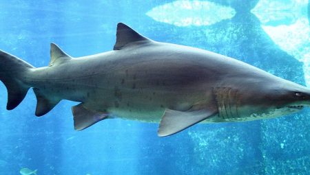 Bedava Hungry Shark Evolution Hesapları ve Gems – Güncel Liste!